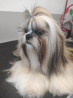 Étalon Shih Tzu - Titoune Des Amours D'Arelaune