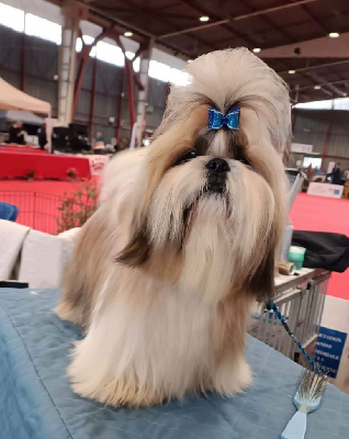 Étalon Shih Tzu - Tyler Made In Albizzia