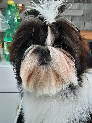 Étalon Shih Tzu - Symphonie du Puits d'Eloquengo