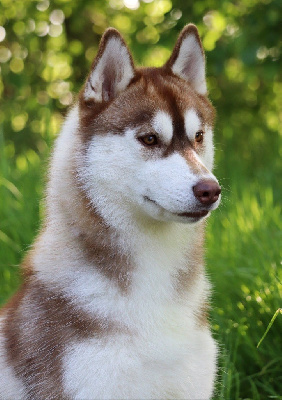 Étalon Siberian Husky - Unbelievable hearts storm Des Petits Loups Polaires
