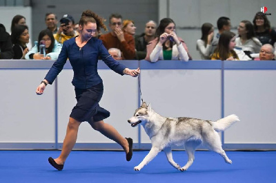 Étalon Siberian Husky - CH. balistaryus Diamond queen