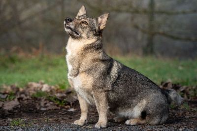 Prim de l'Ame des Loups