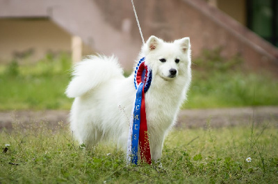 Étalon Spitz japonais - donåsen's Senora noruega d'grand (namra)