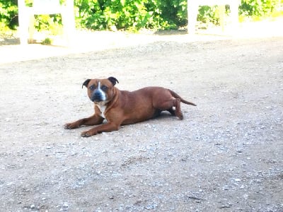 Étalon Staffordshire Bull Terrier - Everybody's Got Tijuana