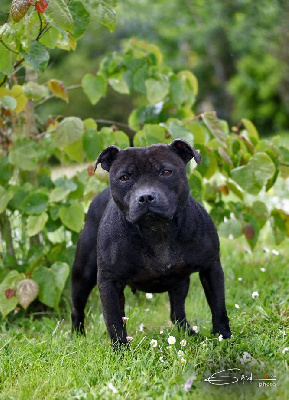 Étalon Staffordshire Bull Terrier - R'hazel razel witch Du Grand Castang