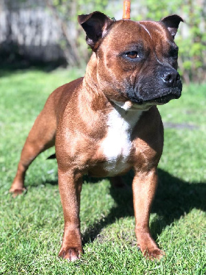 Étalon Staffordshire Bull Terrier - Thya du domaine d'heika Des Dunes De Valenpierre