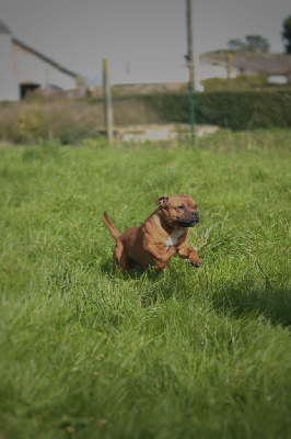 Étalon Staffordshire Bull Terrier - Ty chakal brumes de broceliande