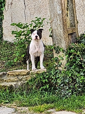 Étalon Staffordshire Bull Terrier - Tika Un Staffie Sinon Rien