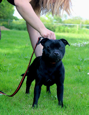 Étalon Staffordshire Bull Terrier - Uppercut to the heart Du Domaine Des Juraires