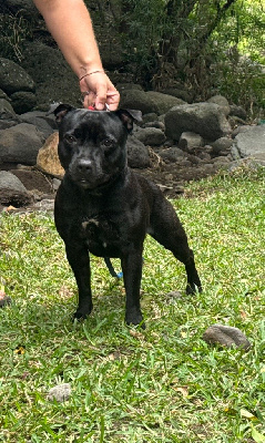 Étalon Staffordshire Bull Terrier - Rescap Dark Zoreolstaff