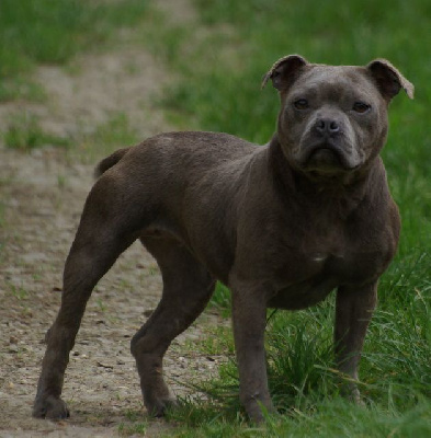 Étalon Staffordshire Bull Terrier - Twilight (Sans Affixe)