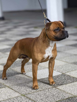 Étalon Staffordshire Bull Terrier - Pome's World United colors