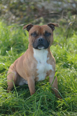 Étalon Staffordshire Bull Terrier - Smogo brumes de broceliande