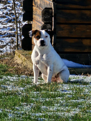 Étalon Staffordshire Bull Terrier - Thea Titre Initial