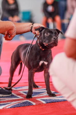 Étalon Staffordshire Bull Terrier - Umami Dark Zoreolstaff