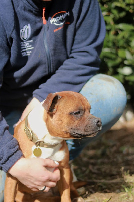 Étalon Staffordshire Bull Terrier - Rebelle Du Domaine De Neilganne