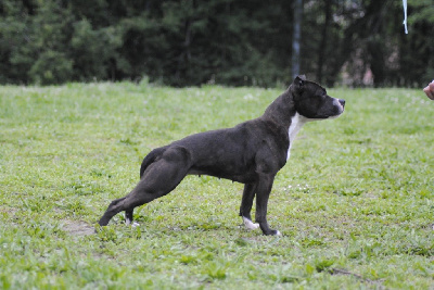 Étalon Staffordshire Bull Terrier - She and chic dunit du Caïre del Mel