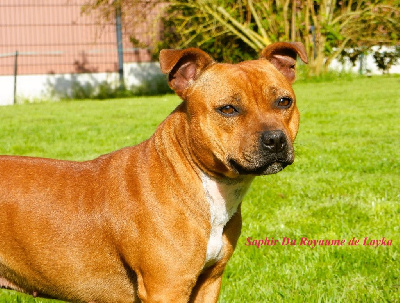 Étalon Staffordshire Bull Terrier - Saphir Du Royaume De Layka