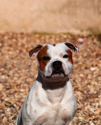 Étalon Staffordshire Bull Terrier - Ulysse Le Domaine De Lingot D'Or