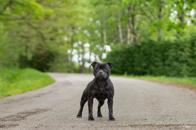 Étalon Staffordshire Bull Terrier - Toxic sparkling girl des Espoirs de Wallieux