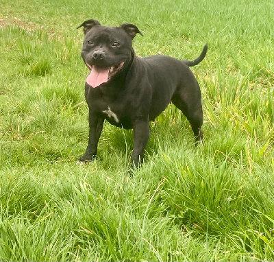 Étalon Staffordshire Bull Terrier - Shilow Des Abîmes Ardents