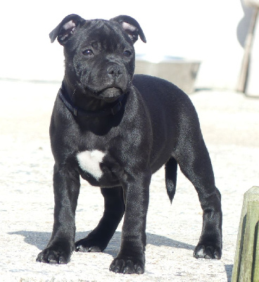 Étalon Staffordshire Bull Terrier - Victory hope Ofthe Puil