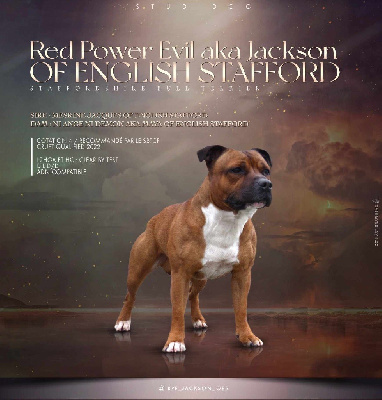 Étalon Staffordshire Bull Terrier - Red power evil aka jackson Of English Stafford