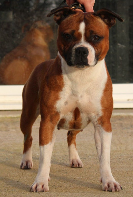 Étalon Staffordshire Bull Terrier - Toujours dans le game Of The Warriors Red Skins