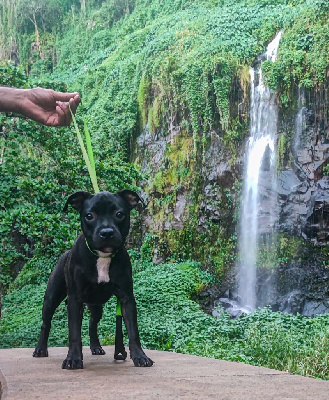 Étalon Staffordshire Bull Terrier - Une jolie mamzelle Metis Of Darkness