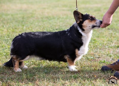 Étalon Welsh Corgi Cardigan - Funny Flower Fields Rosalia bellissima