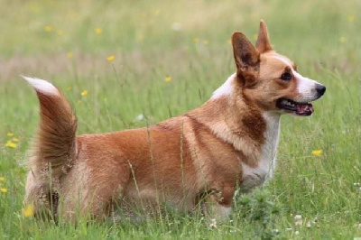 Étalon Welsh Corgi Cardigan - joy transfer Saffron sugar