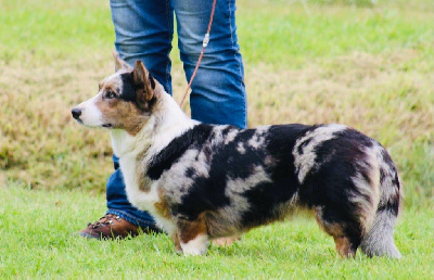 Étalon Welsh Corgi Cardigan - CH. Funny Flower Fields Rebecca troppo bella