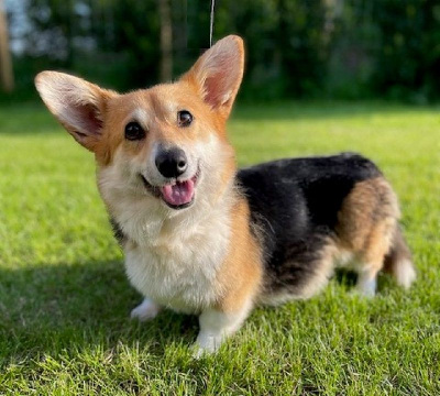 Étalon Welsh Corgi Pembroke - Touk (Sans Affixe)