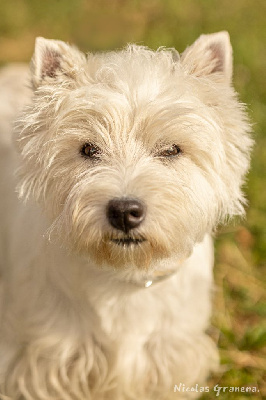 Étalon West Highland White Terrier - Bright star vertragus