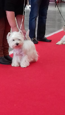 Étalon West Highland White Terrier - CH. Ckryssie's Rebel heart