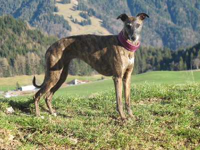 Étalon Whippet - CH. Maïleen quinn of the Moon