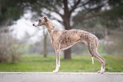 Étalon Whippet - Reflet d?étoile d'une histoire sans fin