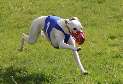 Étalon Whippet - T'as le look coco du Puech d'argent