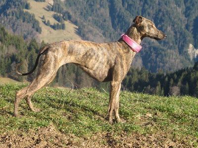 Étalon Whippet - Thai thai vai of the Moon