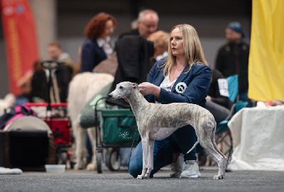 Étalon Whippet - TR. CH. Namibia Of silver shadow