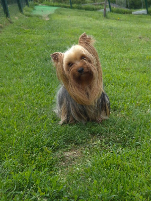 Étalon Yorkshire Terrier - Shaggy de la Générade