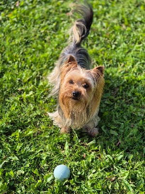 Étalon Yorkshire Terrier - Pin up de la Générade