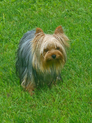 Étalon Yorkshire Terrier - Tootsie de la Générade