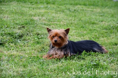 Étalon Yorkshire Terrier - Schanel Du Clos De L'Ecotay