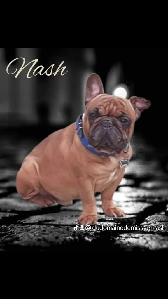 Nash (Sans Affixe)