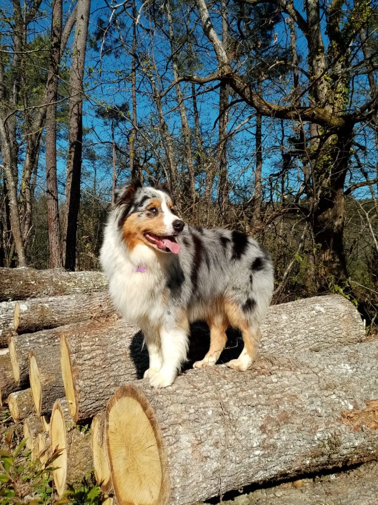 Opale Du Jardin D'Oreben