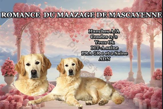 Publication : Du mazage de mascayenne Auteur : Yannick Maurel