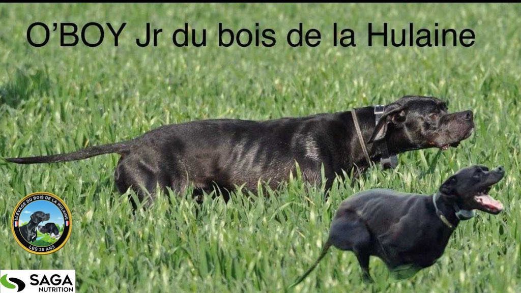 CH. O'boy junior du bois de la Hulaine