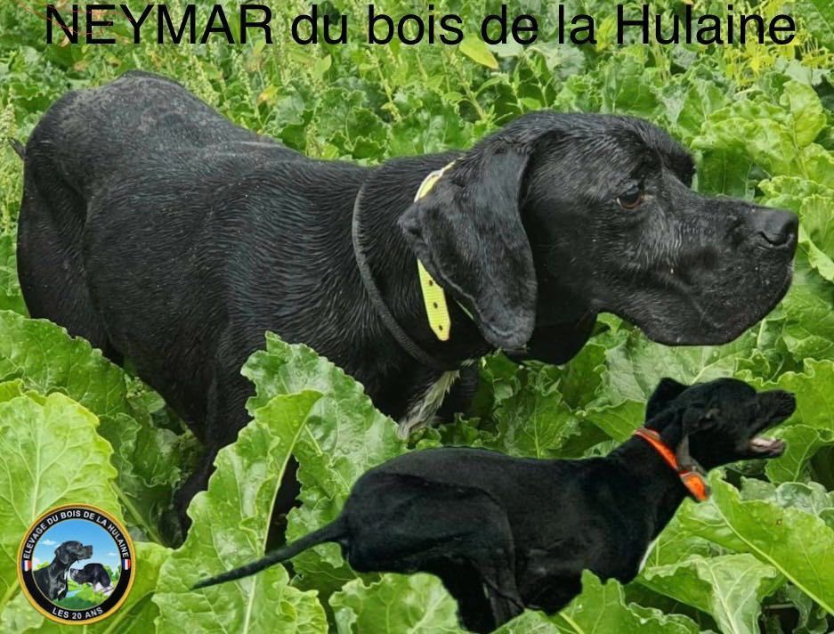 Neymar du bois de la Hulaine