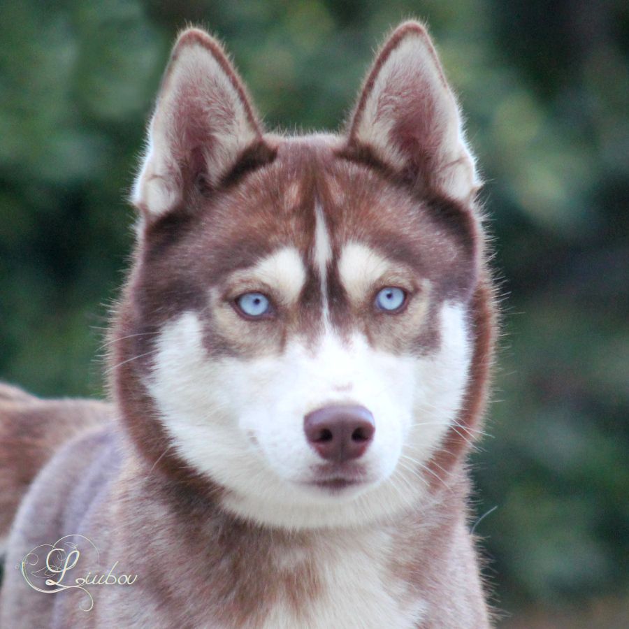 Publication : Liubov's Auteur : LIUBOV SIBERIAN HUSKY